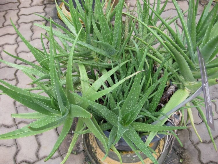 plante méditérranéenne en pot terrasse