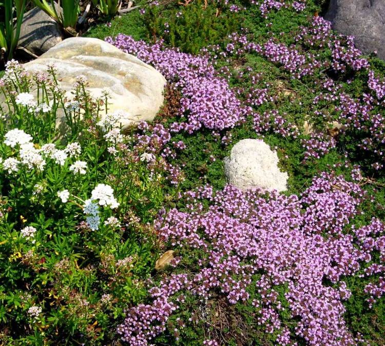 plantes aromatiques pour rocaille en pente sarriette été Satureja hortensis thym rampant Thymus serpyllum
