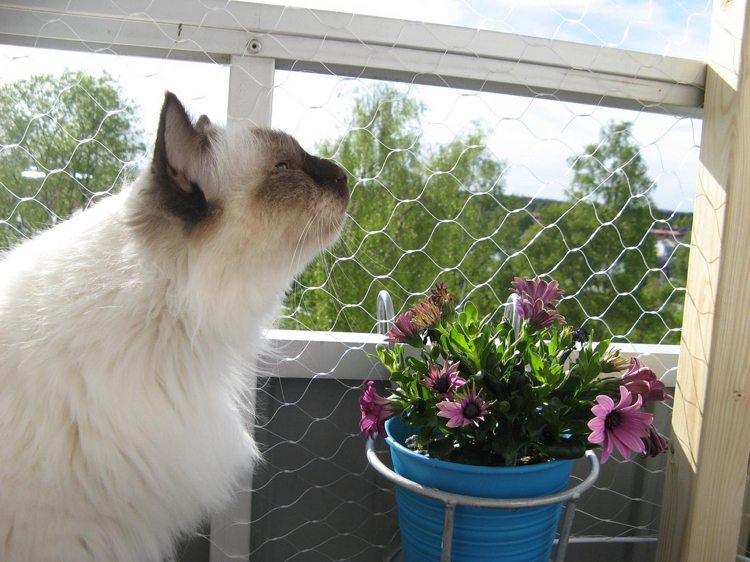 plantes de balcon et d'intérieur adaptées aux chats