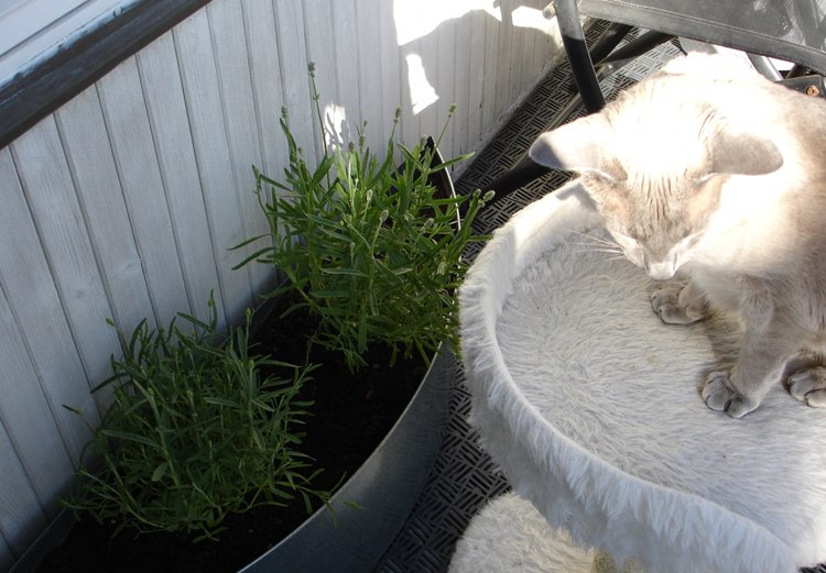 plantes de balcon et d'intérieur lavande convenant aux chats
