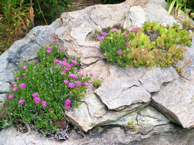 plantes de rocaille en pente sans arrosage plein soleil Pourpier de Cooper Delosperma cooperi