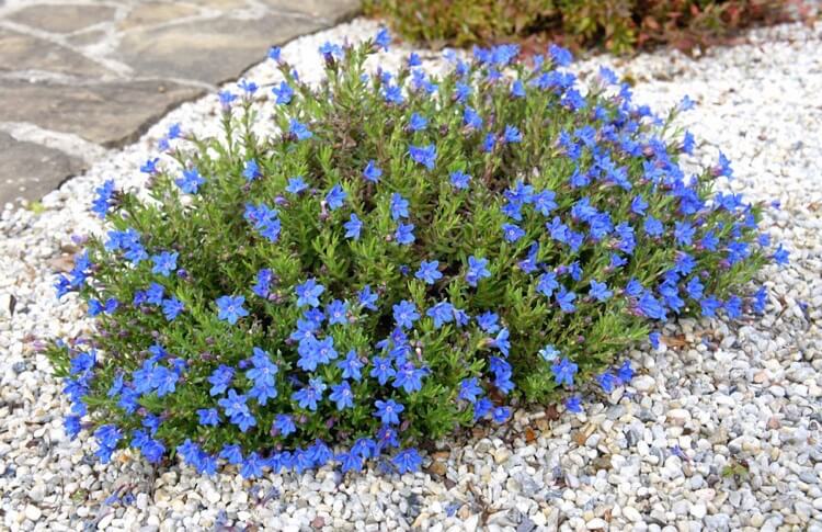 plantes de rocaille floraison estivale feuillage persistant lithodora diffusa Heavenly blue