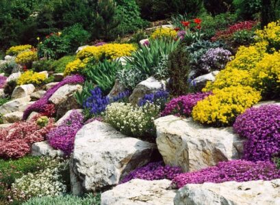 plantes de rocaille rampantes plein soleil alyssum phlox aubrieta arabis