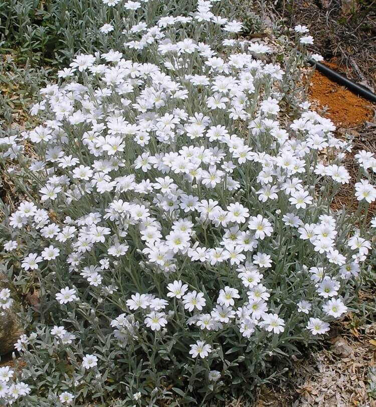 plantes de rocaille rampantes vivaces céraiste cotonneux Cerastium tomentosum