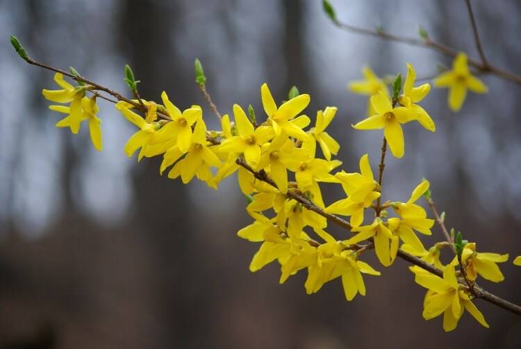 plantes fleurs jaunes vivaces printemps forsythia