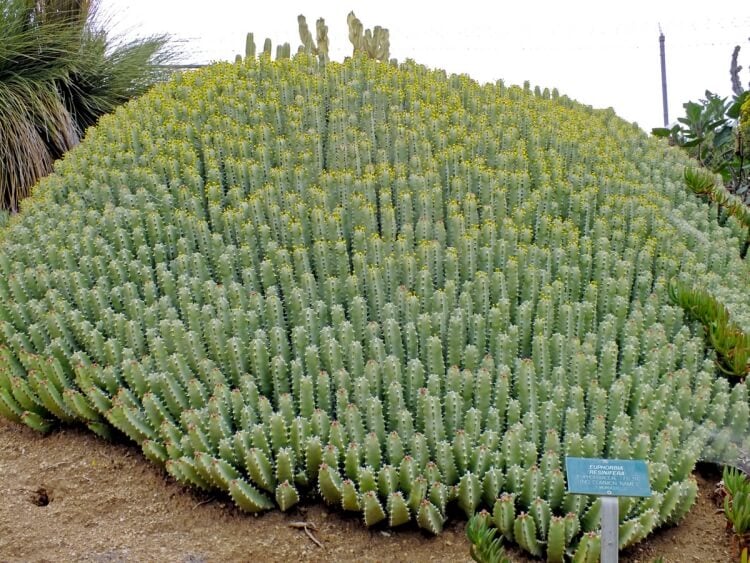 plantes grasses tapissantes euphorbe résine ressembler cactus