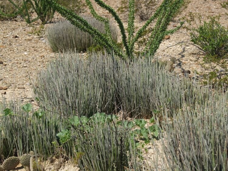 plantes grasses vivaces couvre-sol candelilla mexicaine paysage désertique