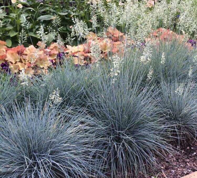 plantes grasses vivaces couvre-sol combiner fétuque bleue premier plan