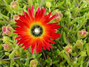 plantes grasses vivaces couvre-sol rosée royale fleurs vibrantes
