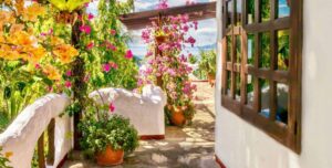 plantes grimpantes balcon plein soleil bougainvillier en pot