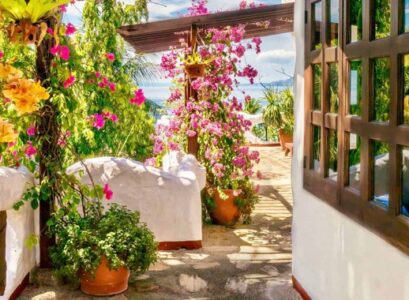 plantes grimpantes balcon plein soleil bougainvillier en pot
