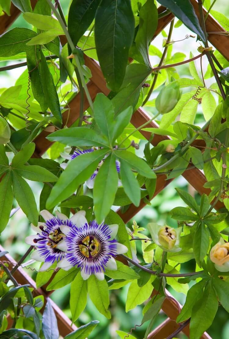 plantes grimpantes fleurs bleues clématite treillis balcon