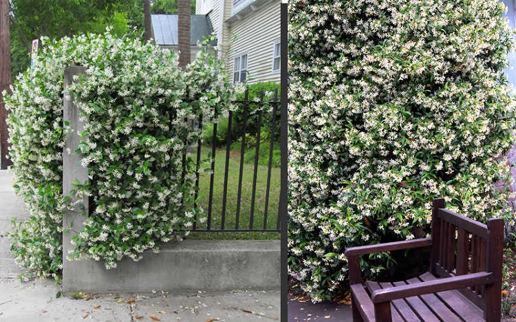 plantes grimpantes à fleurs jasmin grimpant mur ombre entretien