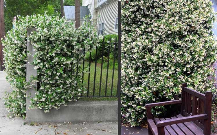 plantes grimpantes à fleurs jasmin grimpant étoilé plantation entretien taille