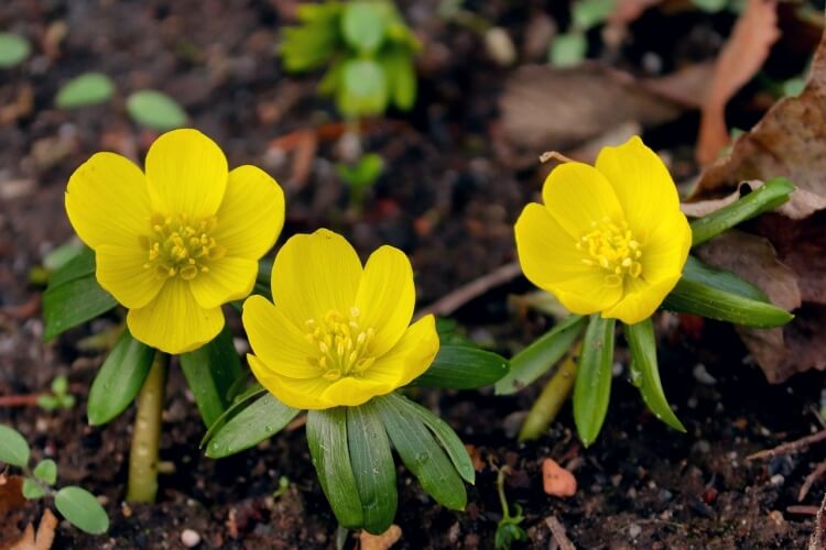plantes jaunes vivaces printemps aconit d’hiver