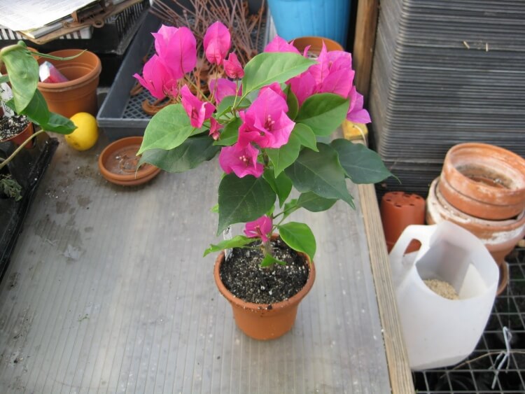 plantes méditerranéennes balcon bougainvillier rose