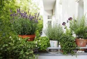 plantes méditérranéenes pour balcon plein soleil