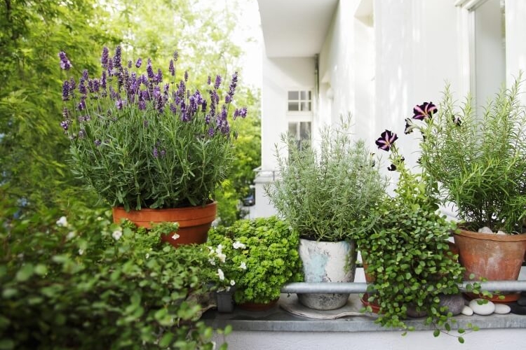 plantes méditérranéenes pour balcon plein soleil