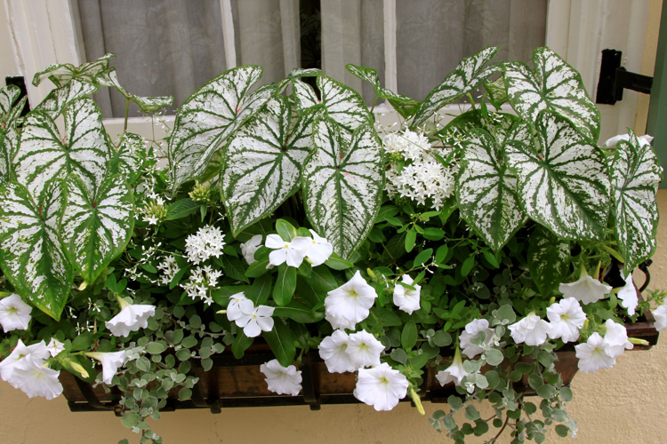 plantes pour balcon fleurs blanches caladium petunias pervenche alba