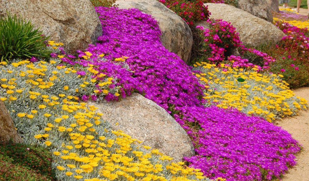 plantes pour rocaille en pente 2026