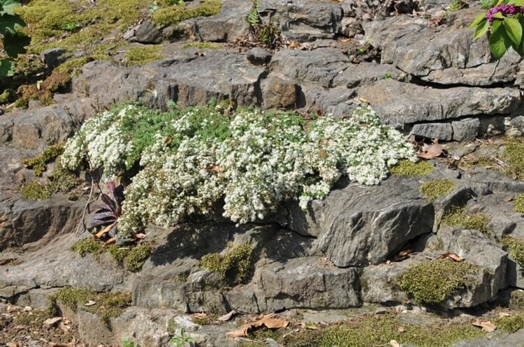 plantes pour rocaille en pente couvre sol aster rampant Snow flurry