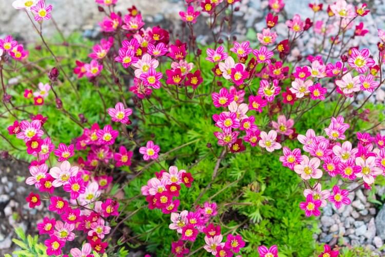 plantes pour rocaille en pente floraison estivale saxifrage Saxifraga Highlander red