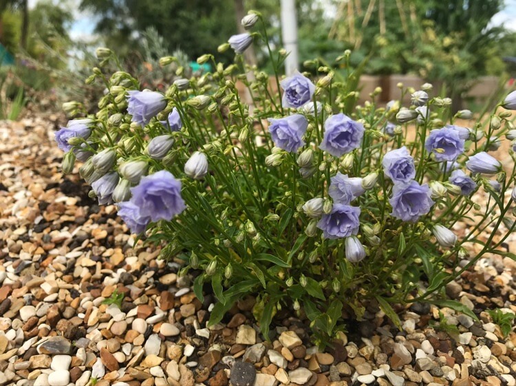 plantes pour rocaille fleurs bleues feuillage persistant Campanula Elizabeth oliver