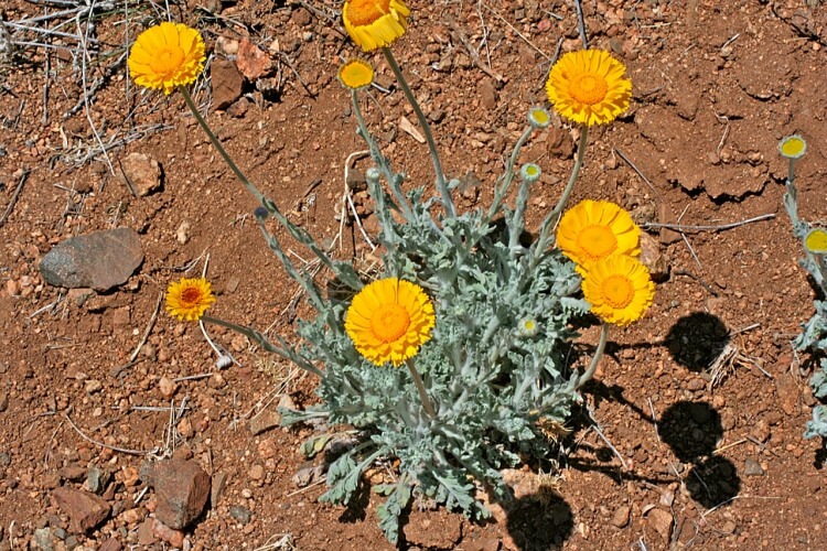 plantes succulentes couvre-sol souci désert résistant sécheresse