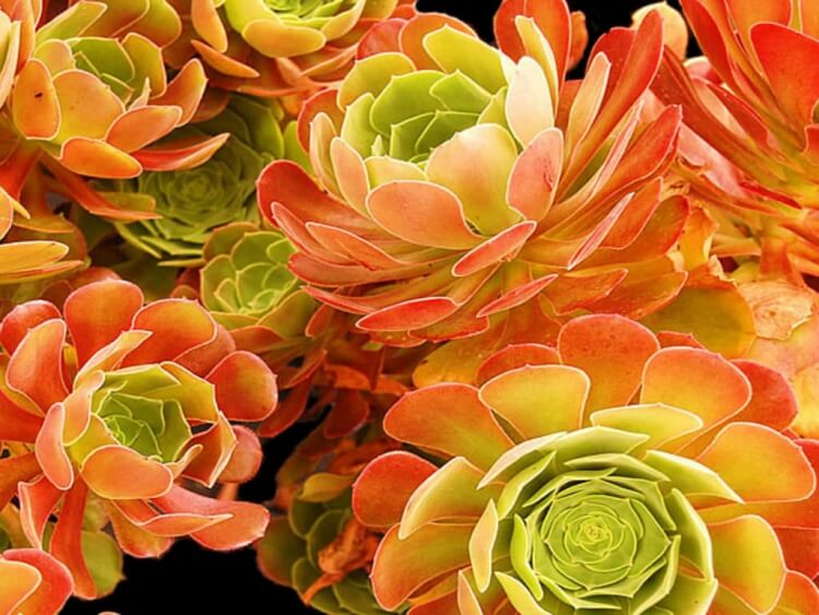plantes succulentes à floraison aeonium beauté rougissante