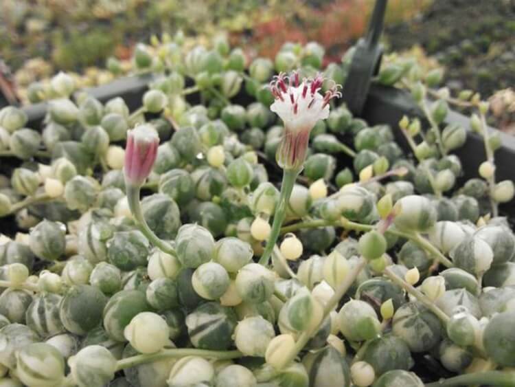 plantes succulentes à floraison convoitée chaîne perles