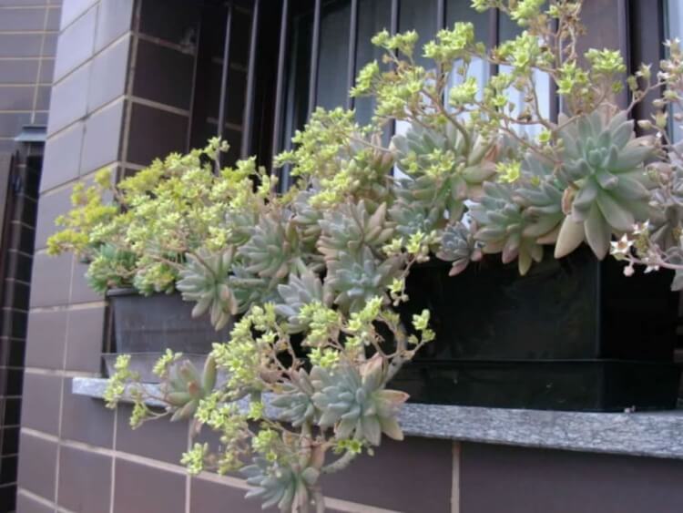 plantes succulentes à floraison hybride francesco baldi