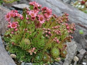 plantes succulentes à floraison plantes monocarpiques mort après floraison