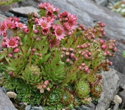 plantes succulentes à floraison plantes monocarpiques mort après floraison