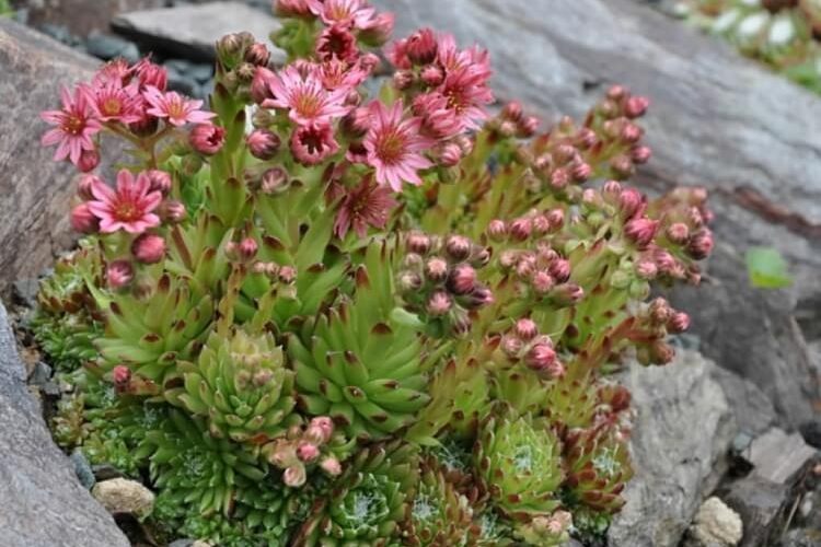 plantes succulentes à floraison plantes monocarpiques mort après floraison