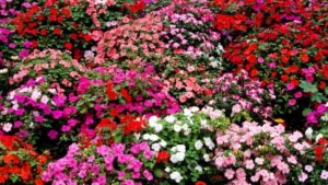 plantes vivaces pour massif point focal jardin