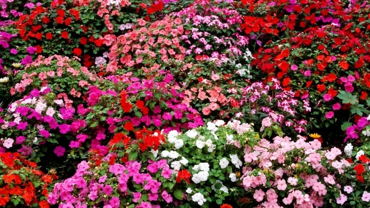 plantes vivaces pour massif point focal jardin