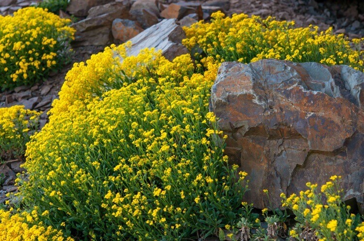 plantes vivaces pour rocaille alyssum aurinia saxatilis