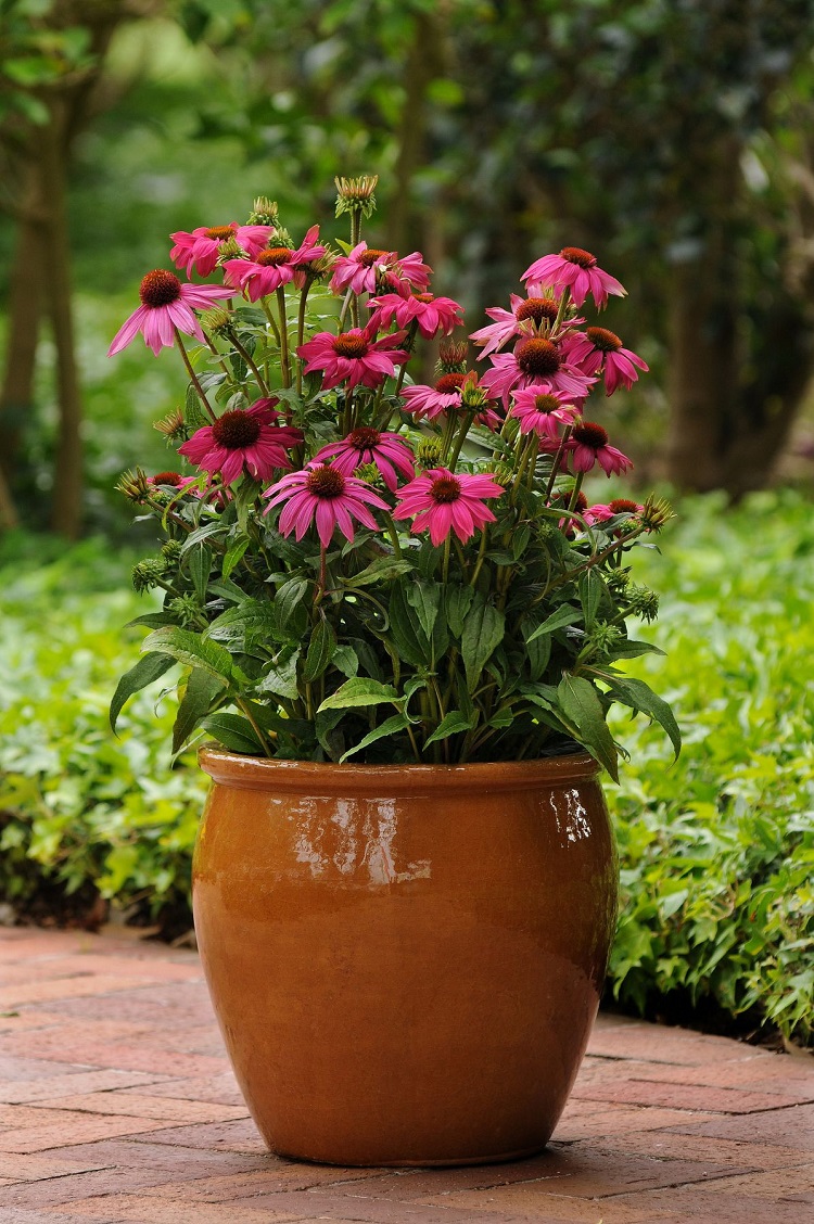 plantes vivaces sans entretien floraison été en jardinière pot extérieur