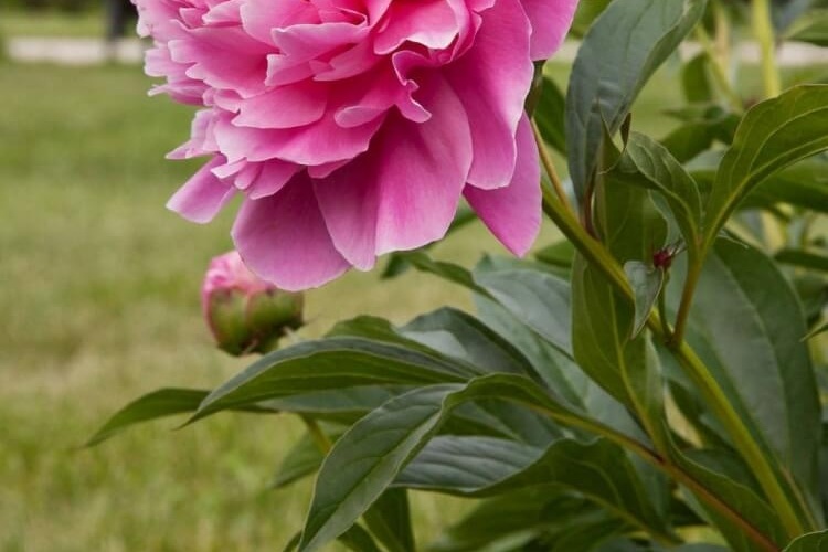 Pourquoi ma pivoine ne fleurit pas? comment y remédier