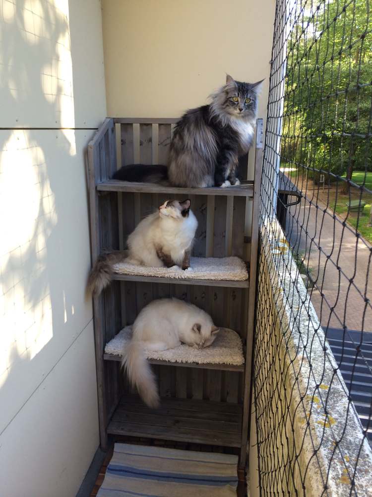 protection contre les chutes balcon pour chats filet étagère escalade dormir