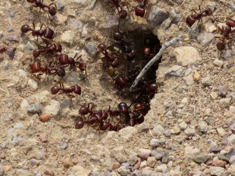 que faire contre les fourmis connaître habitudes insectes