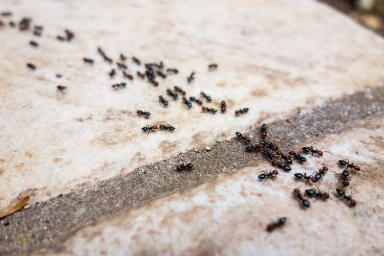 que faire contre les fourmis terre diatomées contre invasion