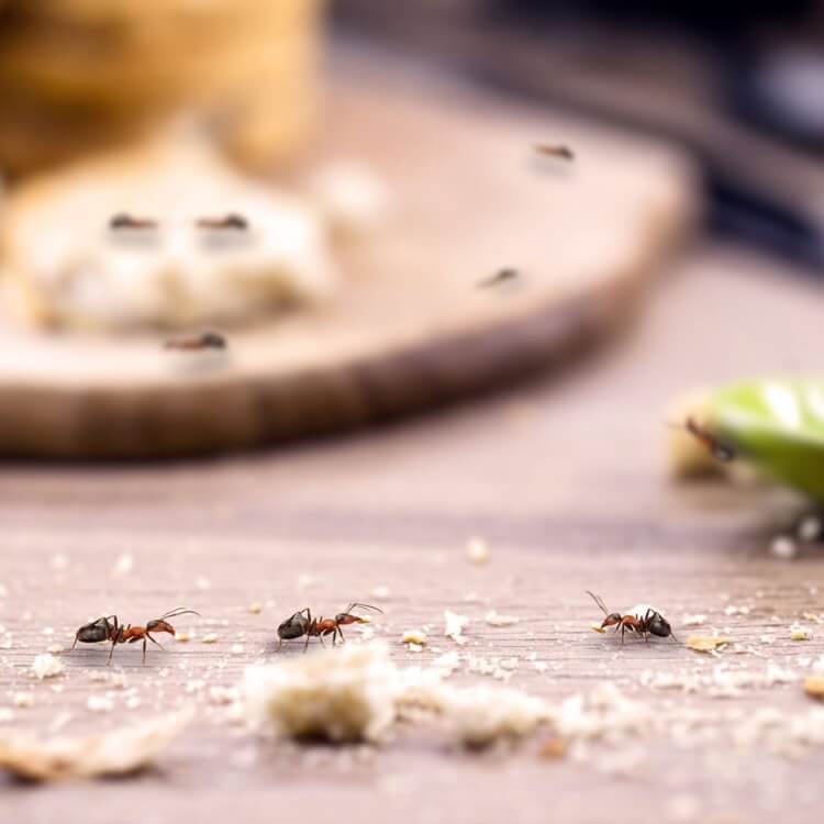 quel remède contre les fourmis conseils prévention éliminer problème