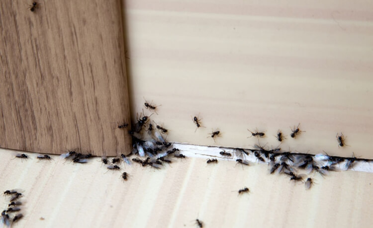 quel remède contre les fourmis nettoyer restes nourriture vider souvent poubelle