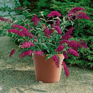 quelle plante extérieur en pot sans entretien buddlejas nains offrent impact floral