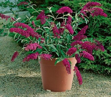 quelle plante extérieur en pot sans entretien buddlejas nains offrent impact floral