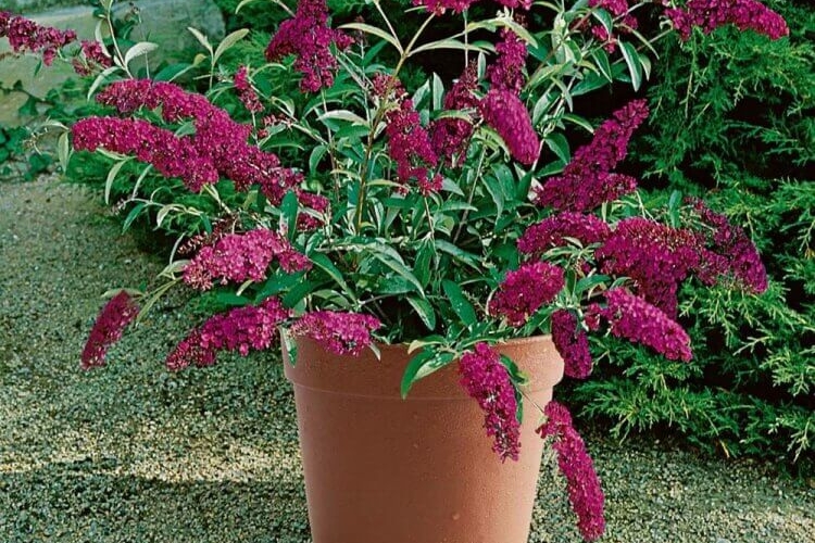 quelle plante extérieur en pot sans entretien buddlejas nains offrent impact floral