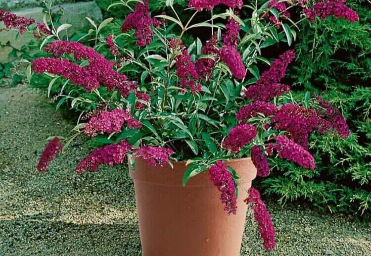 quelle plante extérieur en pot sans entretien buddlejas nains offrent impact floral