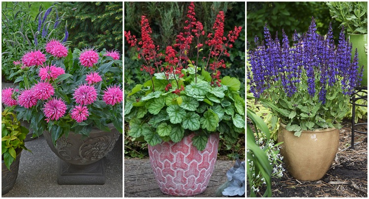 Plantes vivaces en pot ou jardinière : 6 idées faciles à vivre
