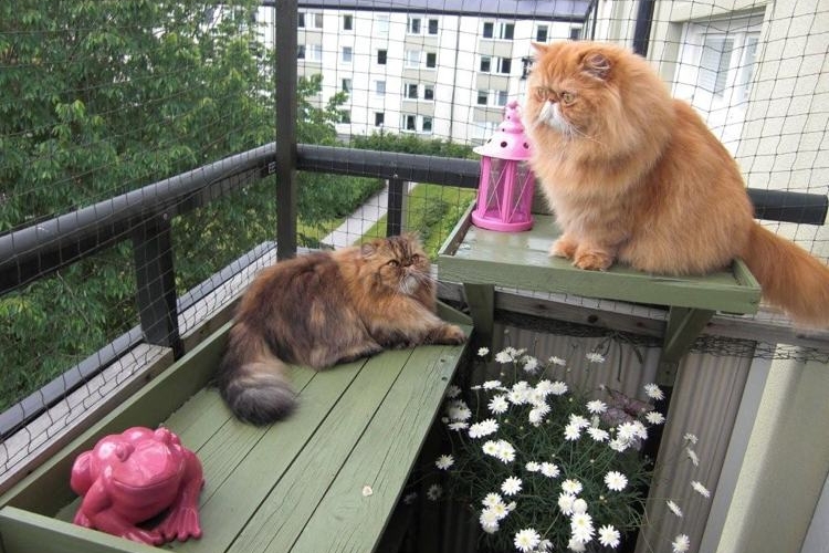 Filet de balcon pour chat et petit chien